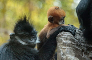 Francois Langur