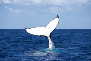 White Whale