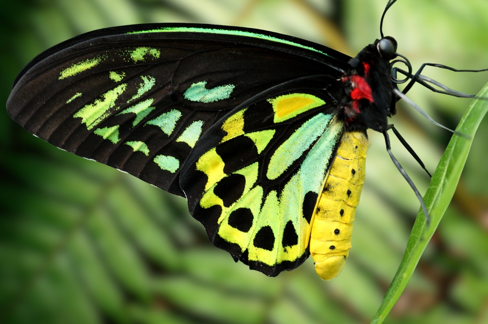Queen Alexandra Birdwing Butterfly
